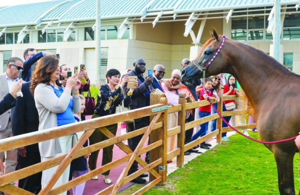 Preparations for CHI Al Shaqab come in for acclaim from Qatari Athletes